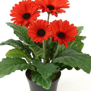 Гербера: основные болезни и вредители при выращивании