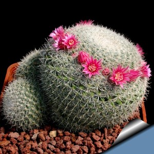 Mammillaria