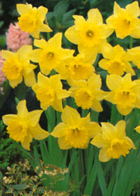 Нарцисс:цветок с тонким нежным ароматом