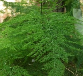 Аспарагус перистый - неприхотливое растение