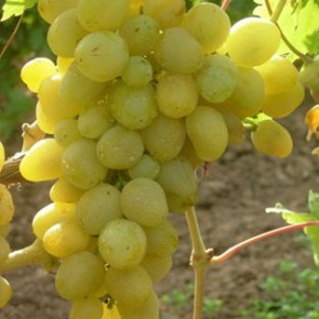 Сорт винограда Августа:описание,фото