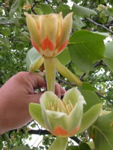 Тюльпанное дерево
