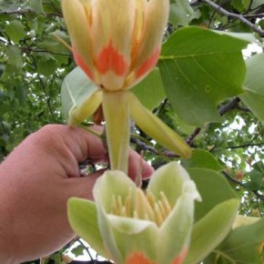 Тюльпанное дерево(Лириодендрон):для чего используется