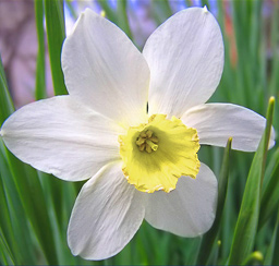 Нарцисс-цветок неприхотливый к условиям выращивания