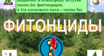 Целебные свойства растений:фитонциды растений (это полезно знать)