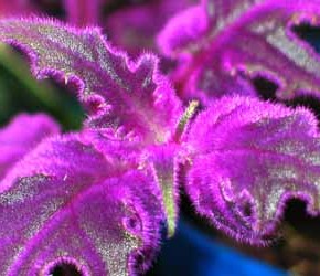 Гинура-характеристика экзотично очаровательного растения