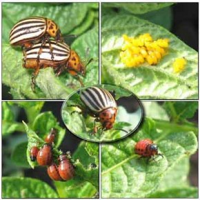Средства защиты растений:инсектициды средства против насекомых