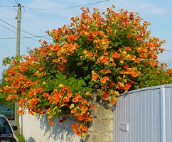 Текома:яркое цветение  теплолюбивой лианы