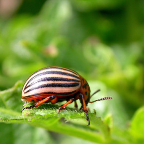 Как бороться с колорадским жуком :советы огородникам