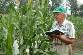 Новые гибриды кукурузы:урожайность и адаптивный потенциал