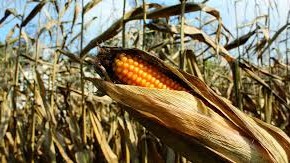 Защита кукурузы и подсолнечника от болезней и вредителей