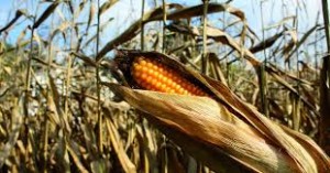 Защита кукурузы 