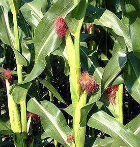 Кукуруза является одной из ведущих культур мирового земледелия