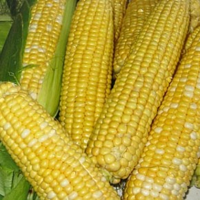 Сахарная кукуруза:  ранние и поздние гибриды сахарной кукурузы