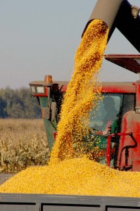 Урожайность кукурузы