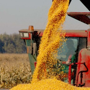 Урожайность кукурузы:селекционное значение