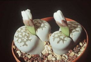 lithops