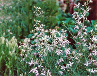 Матиола двурогая -холодостойкое растение