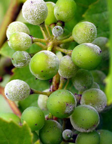 Оидиум, мучнистая роса :заболевание винограда