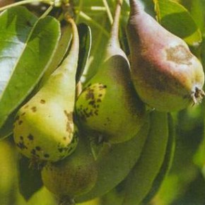 Парша яблони и груши:симптомы болезни,меры борьбы