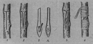 Способы перепрививки плодовых деревьев