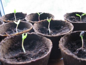 как высевать семена