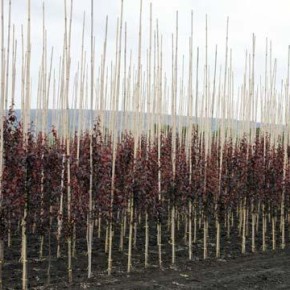Выращивание саженцев плодовых деревьев:прививка деревьев