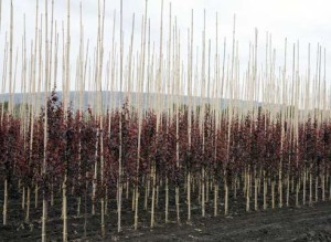 Выращивание саженцев плодовых деревьев