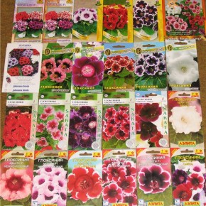 Семена комнатных цветов:выбираем, покупаем, сохраняем семяна