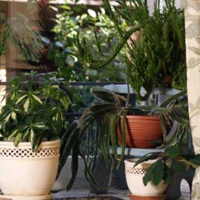 Уход за домашними растениями: какой должна быть температура?
