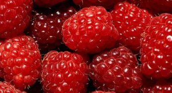 Богатый урожай ягод и фруктов на вашем участке
