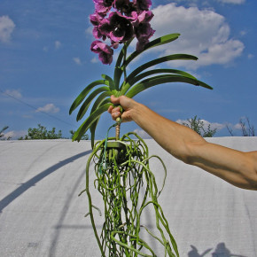 Ванда - королева орхидей:как поливать ванду
