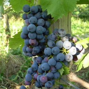 Как вырастить экологически чистый урожай винограда
