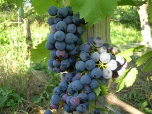 экологически чистый урожай винограда
