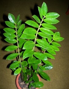 «Долларовое дерево»-пересадка и размножение растения