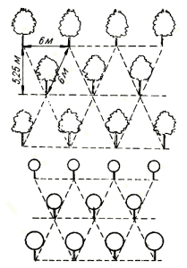 Шахматный способ размещения деревьев