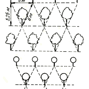 Шахматный способ размещения деревьев