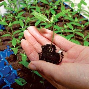 Выращивание рассады:правильная температура для растения