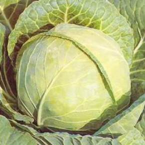 Белокочанная капуста:как правильно хранить овощ