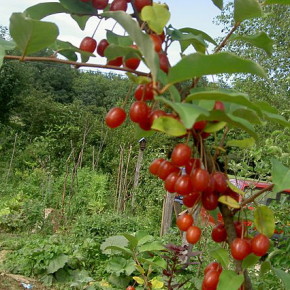 Плодовые и ягодные культуры:основные агробиологические показатели