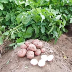 Выращивание картофеля:от чего зависит хороший урожай