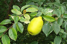 Айва :характеристика ароматных плодов