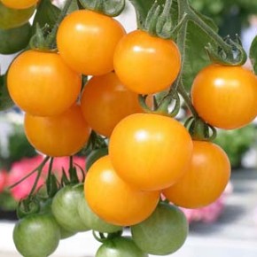 Томаты с разноцветной мякотью:диетические свойства плодов