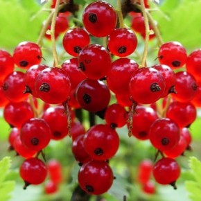 Красная смородина:какие требования к выращиванию ягодного куста