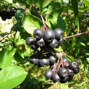 Арония черноплодная:лечебные свойства плодов