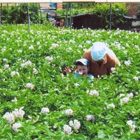 Киранда:уход и выращивание китайского картофеля