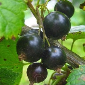 Высокие урожаи:условия для выращивания ягодных культур