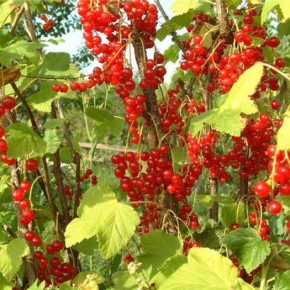 Красная смородина:уход и размножение ягодного растения