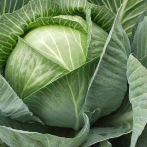 Белокочанная капуста:от чего зависит лёжкость овоща