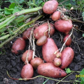 Киранда:распространение картофеля среди огородников